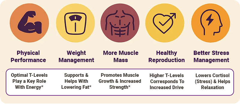 healthy testosterone can support this